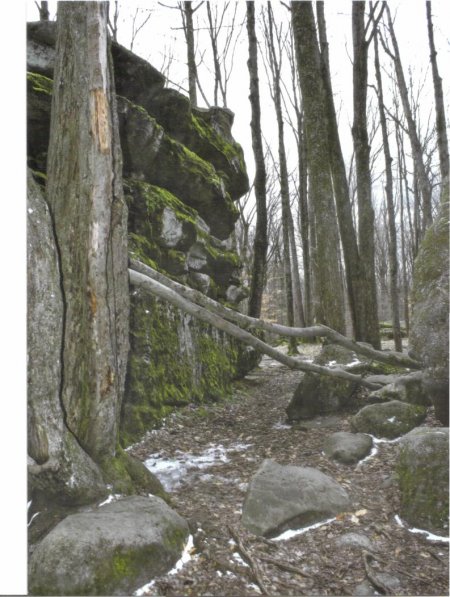 Tree growing up rocks at Thunder Rocks at Allegany State Park